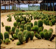 Weight loss. Hoodia - planta natural que ajuda à gordura da luta.