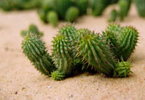 Hoodia. Gordonii di hoodia, un appetito naturale suppressant.